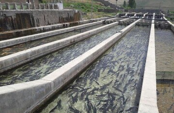 تولید بیش از ۳هزار تن انواع ماهی در استان قزوین 