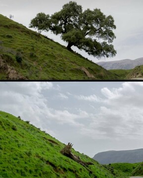 درخت که دیگر سرجای خود نیست
