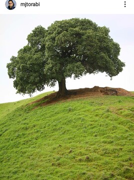 درخت که دیگر سرجای خود نیست
