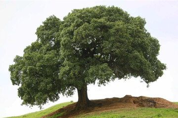 عکس | ماجرای تلخ تک درخت تنهای روستای تفریحی اطراف شهر ایذه