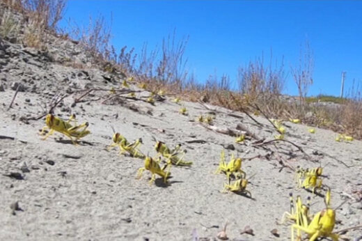 ببینید | هجوم وحشتناک دسته‌های میلیونی ملخ صحرایی به جاسک