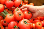 ببینید | وضعیت باورنکردنی کشاورزان کرمانی/ گوجه‌فرنگی‌شان را با التماس هم کیلویی 500 تومان نمی‌خرند!