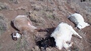 ۷۰ راس گوسفند در ماهنشان بر اثر سقوط از صخره تلف شدند
