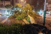 عکس | سقوط درخت در خیابان کارگر شمالی تهران براثر توفان شدید امشب تهران