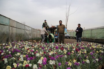 توزیع ۶ میلیون بوته گل‌ تابستانه در فضاهای سبز مشهد