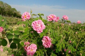 برداشت گل محمدی از مزارع کشاورزی قزوین آغاز شد