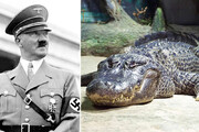 عکس| تمساح هیتلر در 84 سالگی مرد!