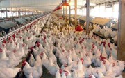 تفاوت نرخ مصوب و نرخ بازار مرغ و تخم مرغ چقدر است؟
