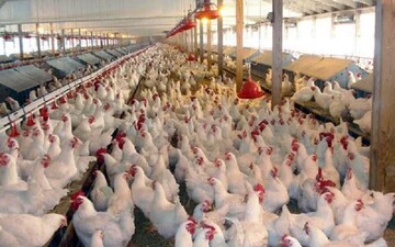 جوجه‌ریزی ماهانه ۴.۴ میلیون قطعه مرغ گوشتی در مرغداری های آذربایجان‌غربی