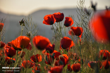 شقایق های وحشی اراک