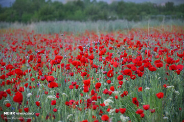 شقایق های وحشی اراک