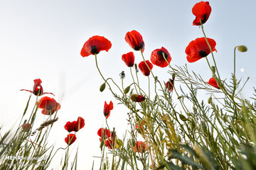 شقایق های وحشی اراک