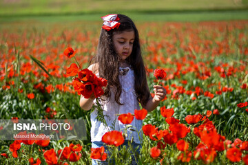 دشت شقایق های کالپوش میامی