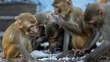  تصویب قانون اساسی برای میمون‌های سوئیسی!