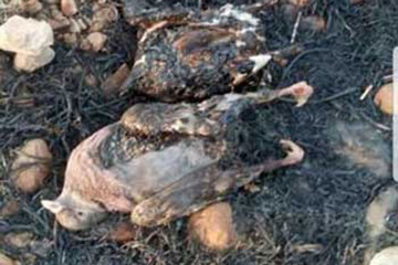 ببینید | تصاویر دردناک از سوختن حیوانات در آتش سوزی جنگل‌های زاگرس