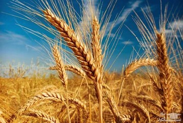 ۳۳۰هزار تن گندم از اراضی کشاورزی قزوین برداشت می‌شود