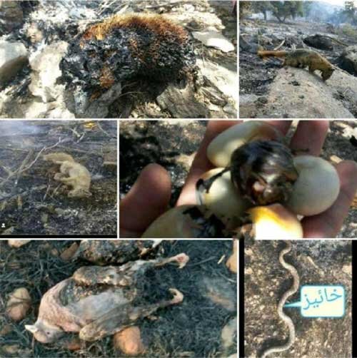 تصاویر دردناک سوختن حیوانات در آتش سوزی جنگل های کوه خائیز