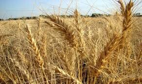 خریداری ۲۲۰هزارتن گندم از کشاورزان استان قزوین