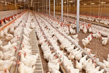 تولید مرغ و تخم مرغ افزایش ۴۰ درصدی دارد