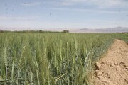 راندمان تولید در دیمزارهای خراسان شمالی پایین است