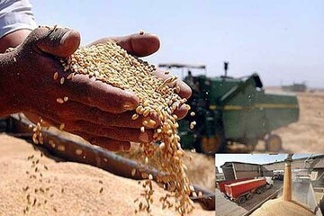 خرید بیش از ۱۵ هزار تن گندم از کشاورزان لرستانی