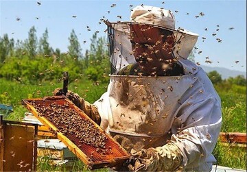 تولید عسل در شهرستان فارسان ۳۵درصد افزایش یافت