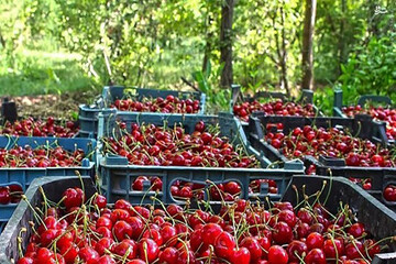 کارگران میوه چین روزانه چقدر می گیرند؟