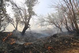 آتش به جان اراضی بوشهر افتاد /۱۱۰۰ هکتار از مراتع کوهستانی بوشکان در آتش سوخت