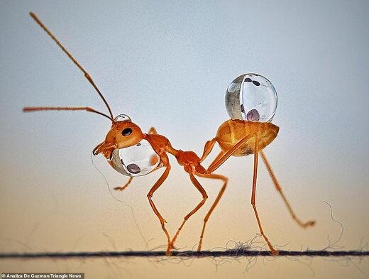 تصاویر دیدنی از دنیای مورچه‌ها