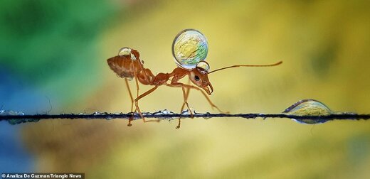 تصاویر دیدنی از دنیای مورچه‌ها