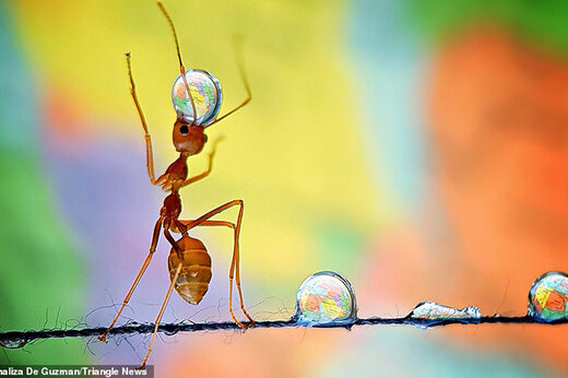 ببینید | دنیای دیدنی مورچه‌ها از دریچه دوربین عکاسی
