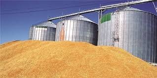 کشاورزان گندم خود را به مراکز خرید تحویل دهند