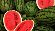 رفع یک اشتباه رایج/ آب مصرفی برای کاشتن هندوانه، حتی از سبزیجات و سیب و گوجه فرنگی کمتر است