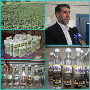 فرآوری و عرصه ۱۹۲۰ تن انواع گیاهان دارویی در استان