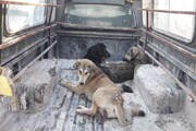 جمع آوری و زنده گیری ۳۰۰ سگ بلاصاحب در شرق تبریز