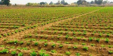 کشت برنج در خوزستان بشرط افزایش آب سدها/ ۷۰ درصد آب مصرفی در محصولات کم‌آب است