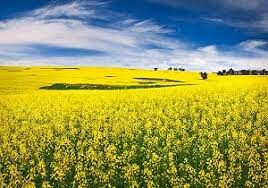 کشت موفقیت آمیز کلزای دیم در چگنی