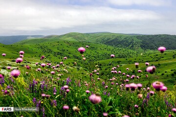 گل‌های بابونه در «فندقلو» اردبیل