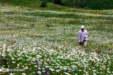 گل‌های بابونه در «فندقلو» اردبیل