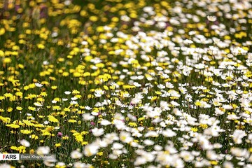 گل‌های بابونه در «فندقلو» اردبیل