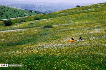 گل‌های بابونه در «فندقلو» اردبیل