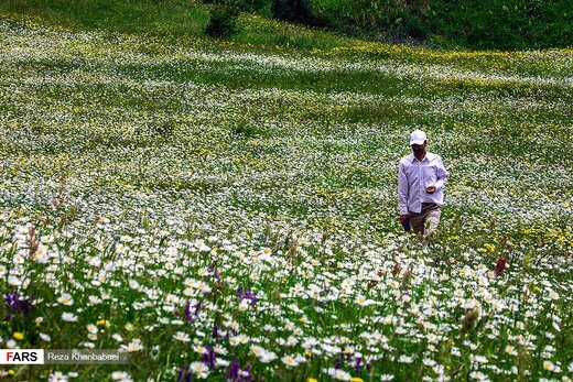 گل‌های بابونه در «فندقلو» اردبیل