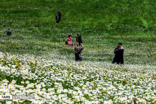گل‌های بابونه در «فندقلو» اردبیل