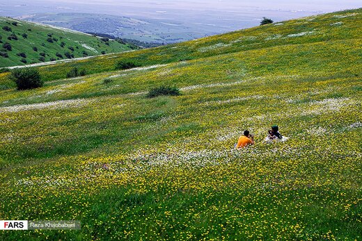 گل‌های بابونه در «فندقلو» اردبیل