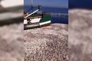 ببینید | ویدئوی تکذیب شده صید ماهی با شوک برقی در کنارک