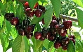 پیش بینی برداشت یک هزارتن محصول گیلاس وآلبالو از باغات شهرستان سامان 