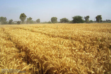 آغاز خرید تضمینی گندم توسط شبکه تعاون روستایی قزوین 