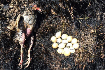 ببینید | صحنه‌ای تلخ از آتش سوزی یک باغ در لواسانات