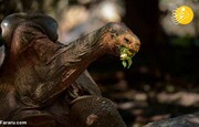 ببینید | روز خوش حیات وحش؛ لاک‌پشت صد ساله در طبیعت رها شد