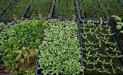 کاشت گیاهان دارویی تیری با دو نشان برای مقابله با بیابانزایی